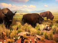 -陕西自然博物馆