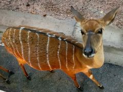 -清迈夜间动物园