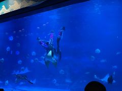 -烟台海昌鲸鲨海洋公园