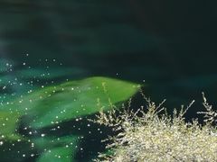 -叠溪松坪沟景区