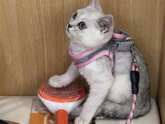 -瑞派长江宠物医院·猫科·外科·24小时夜护(谊城公寓分院)
