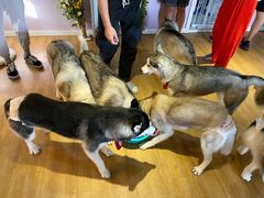 -Husky Go! 哈士奇体验馆·宠物咖啡厅狗咖