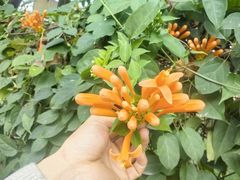 -东莞植物园