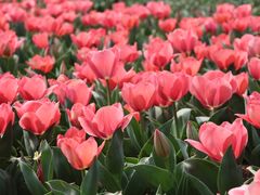 -玄武湖景区-情侣园游乐场