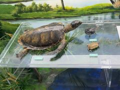 -国家自然博物馆