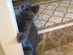 -猫大福·Fortune Cat猫舍(百子湾店)