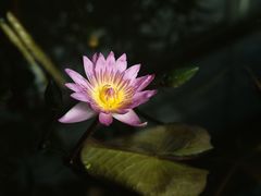 -国家植物园