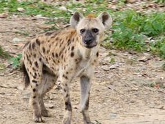 -清迈夜间动物园