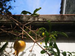 -广州神农草堂中医药博物馆
