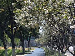 -西北湖绿化广场