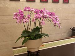 -明阁 Ming Court(广州朗豪酒店)