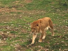 -西安秦岭野生动物园