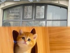 -猫十亿·布偶金渐层·曼基康矮脚猫舍(青年路店)
