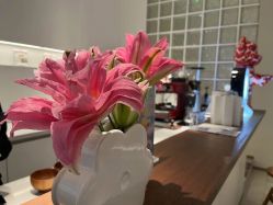 -玛莲朵·海菲秀冰珀科