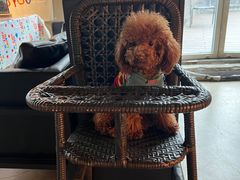 -百好乐宠物友好餐厅(朝外大街店)