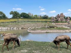 -上海野生动物园