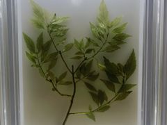 -广东中医药博物馆