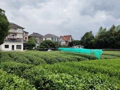 -龙坞茶村
