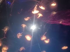 -哈尔滨波塞冬海底世界