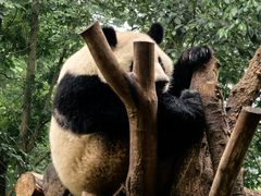 -成都大熊猫繁育研究基地