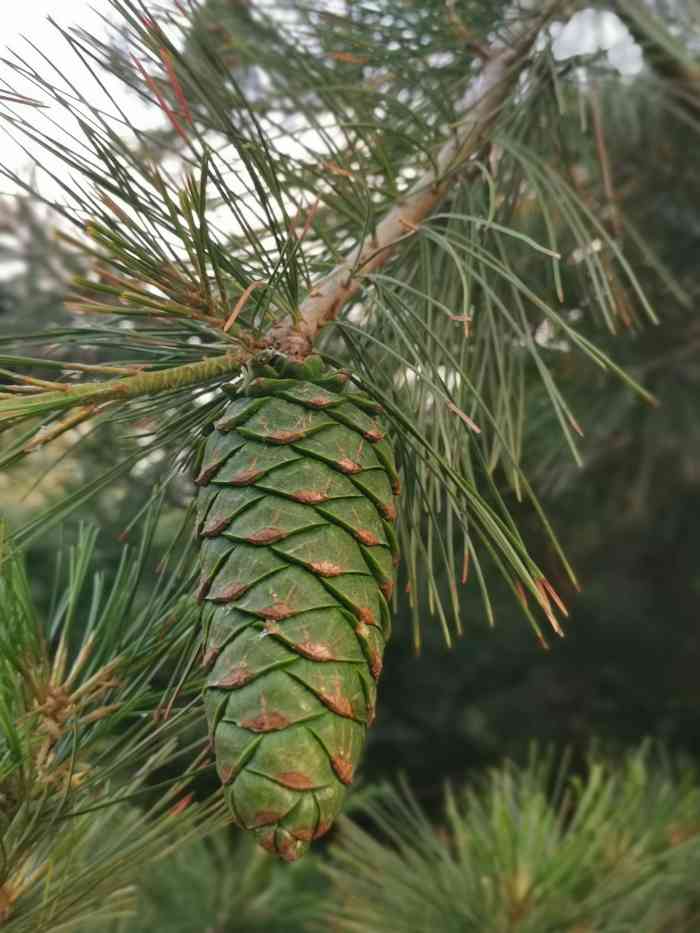 镇海寺郊野公园-"比起人多嘈杂的城市公园,我现在更喜欢地儿.