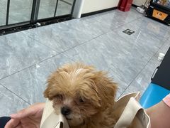 -美联众合爱康动物医院•复杂内科•肿瘤科•牙科•腔镜诊疗中心