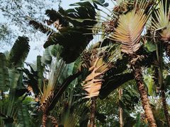 -中国科学院西双版纳热带植物园