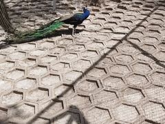 -北京鹿世界主题园