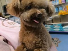 -芭比堂动物医院·CT·微创中心(新顺分院)