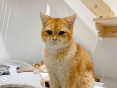 -COLOR PETS 撸猫馆·购猫·猫咖(长风大悦城店)
