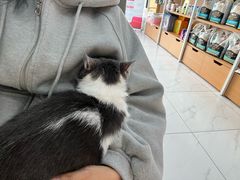 -艾贝尔宠物医院·24H转诊中心·肿瘤猫专科(江宁双龙店)