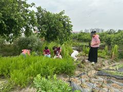 -樂桃源奉贤黄桃种植采摘基地