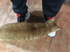 -蜜肆动物奶油蛋糕·个性定制·下午茶甜品