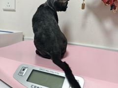 -瑞派·关忠动物医院猫科外科·异宠·24小时转诊中心(祥云店)