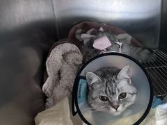 -瑞派福兴宠物医院犬猫全科·骨科·中西医结合(河东店)