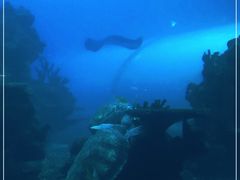 -海棠湾洲际-涛·海底餐厅·美人鱼·自助餐·海底隧道