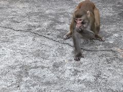 -黔灵山公园