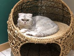 -飞行喵MR PILOT|猫舍·猫咖(静安大融城店)
