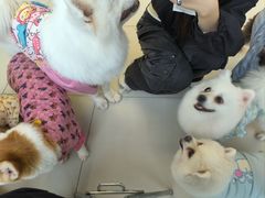 -怪兽屋·羊驼·猫咖·狗咖(俊华广场店)