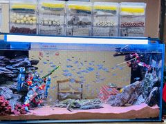 -金鼎雪山牦牛杂火锅(理县总店)