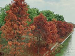 -上海海湾国家森林公园