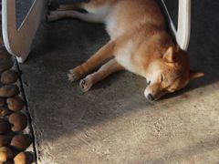 -柴犬高等学院·狗咖·柴犬售卖·宠物训练