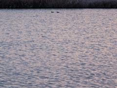 -盐城丹顶鹤湿地生态旅游区