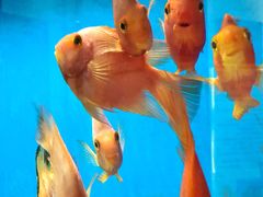 -老尹家海参·海参伴面(阿里山路店)