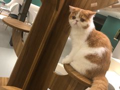 -飞行喵MR PILOT|猫舍·猫咖(静安大融城店)