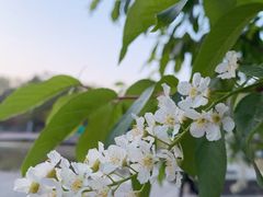 -长白岛森林公园