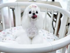 -鑫艺宠物美容培训学校