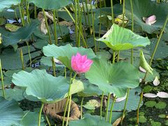 -长春市南湖公园