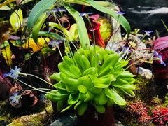 -国家植物园南园