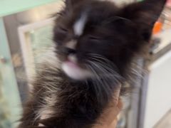 -楼上猫咖(罗湖店)